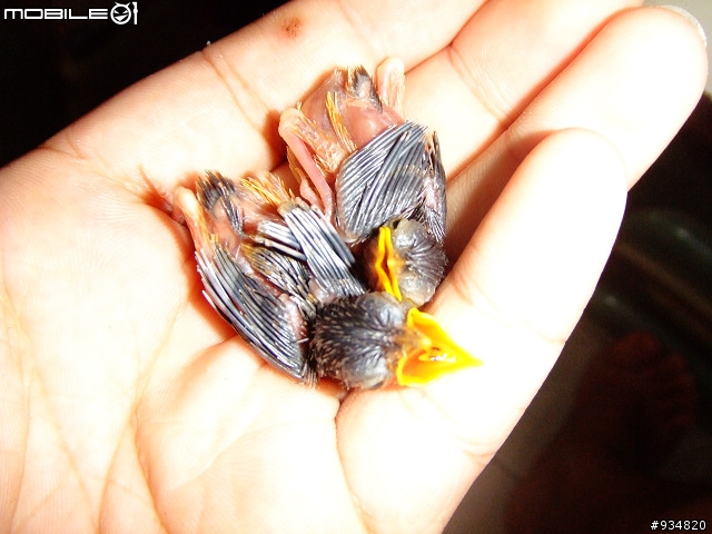 貼一些鳥鳥