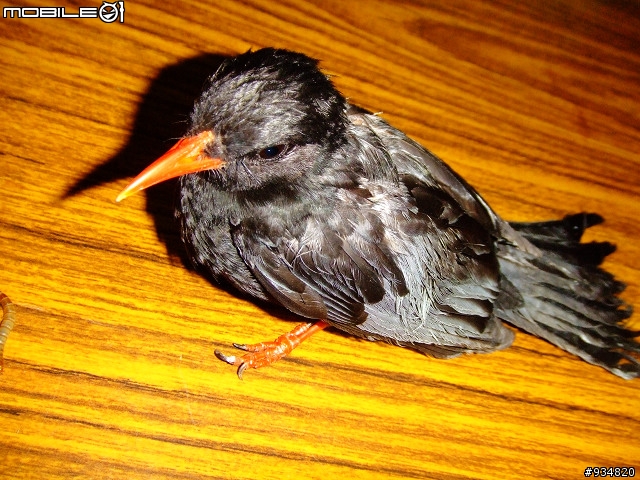 貼一些鳥鳥