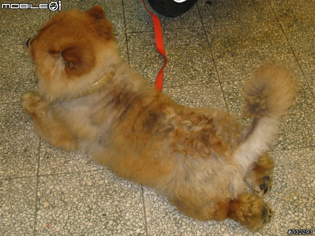 [桃園]走失的鬆獅犬～桃園市桃鶯路<6/15已被領養>
