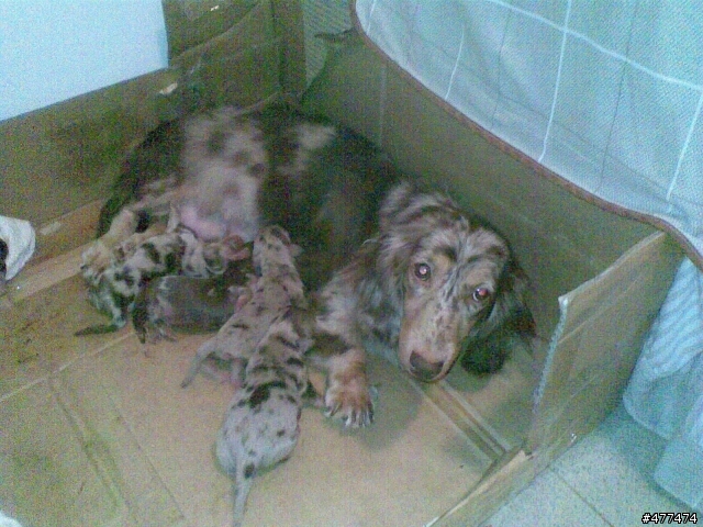 我家臘腸生了 分享一下^^