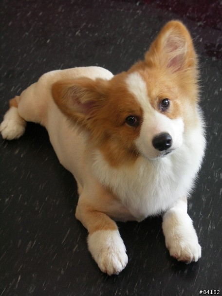 [協尋]9個月大科基犬