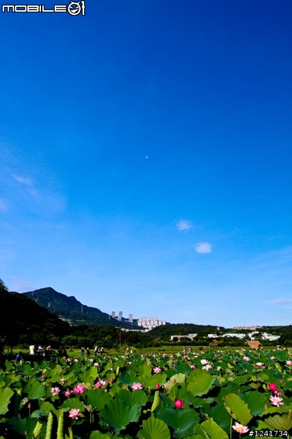 當500D 遇上 17-40mm f4 L USM