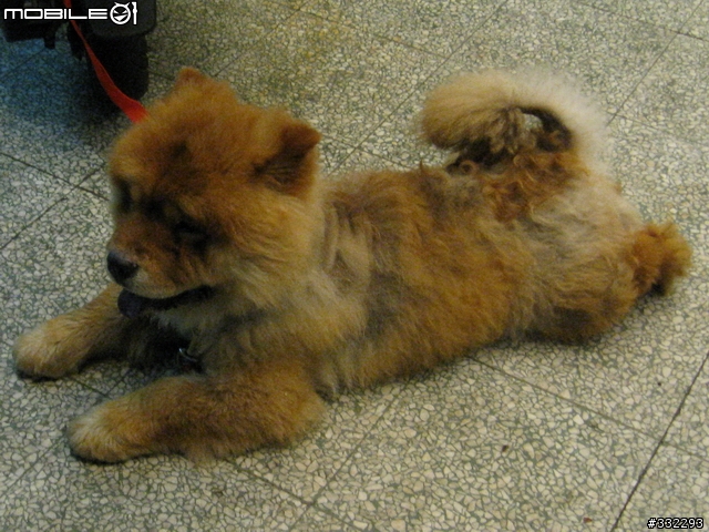 [桃園]走失的鬆獅犬～桃園市桃鶯路<6/15已被領養>