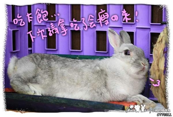 兔兔新品介紹=日本最新手工牧草做的碗