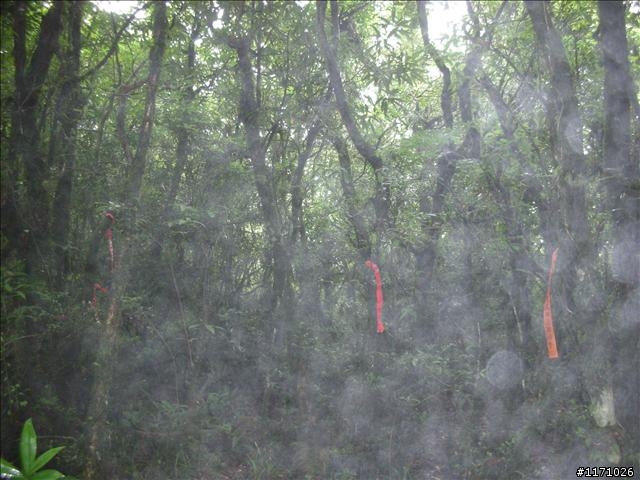 西坑越嶺  (探勘篇)