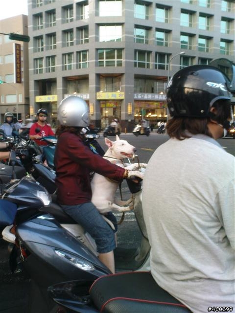 狗狗也可以這樣坐機車~狗好開心喔~兜風