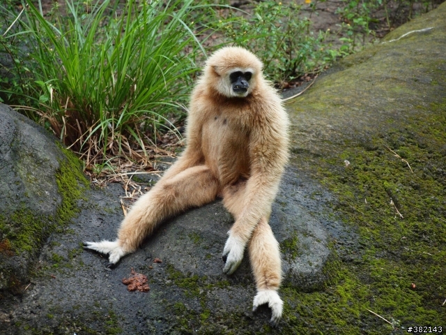 Taipei Zoo 動物園 隨手拍 請進蓋大樓
