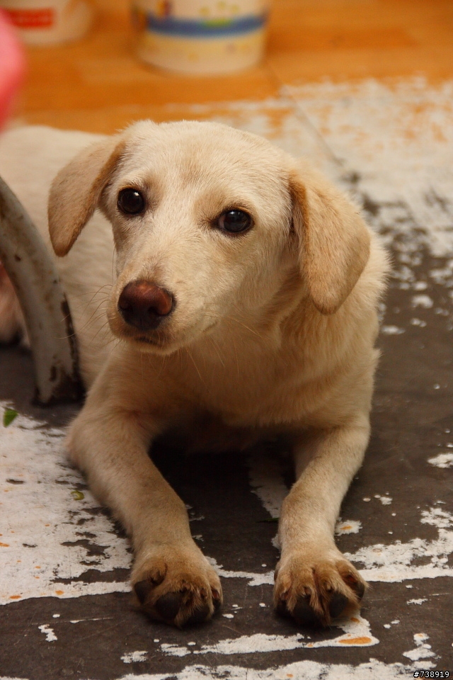 【桃園陌生人團開催】7/26桃園在地平價美味團其一 出門聚囉