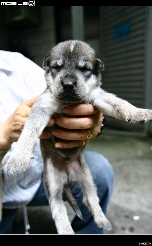 MIX版哈士奇幼犬認養~需要大家轉po幫忙~(沒人領養主人說要送收容所)