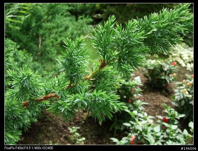 7/11.12杉林溪二日遊(圖片很多)