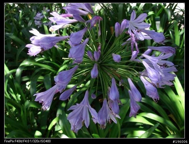 7/11.12杉林溪二日遊(圖片很多)