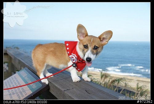 [柯基.臘腸] 台北貢寮--東北角「三貂角燈塔」