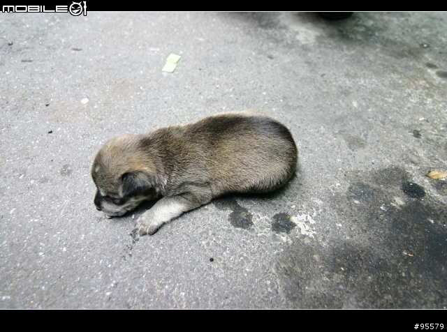 MIX版哈士奇幼犬認養~需要大家轉po幫忙~(沒人領養主人說要送收容所)