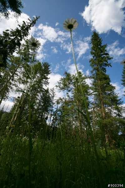 「遊記」─ 落磯山脈單車旅行 (續)