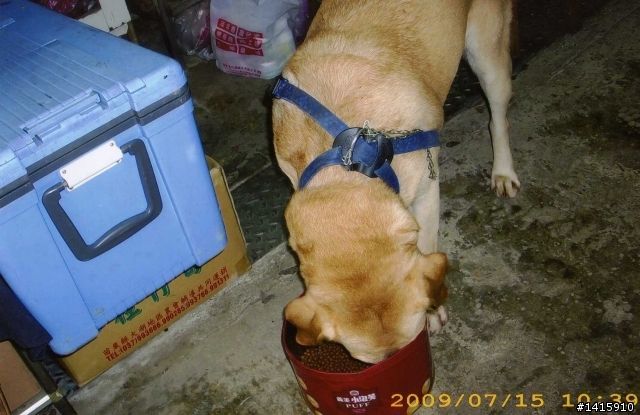 【拾獲】北市文山區老泉街(靠近杏花林、貓空)拉不拉多犬(疑似導盲犬)