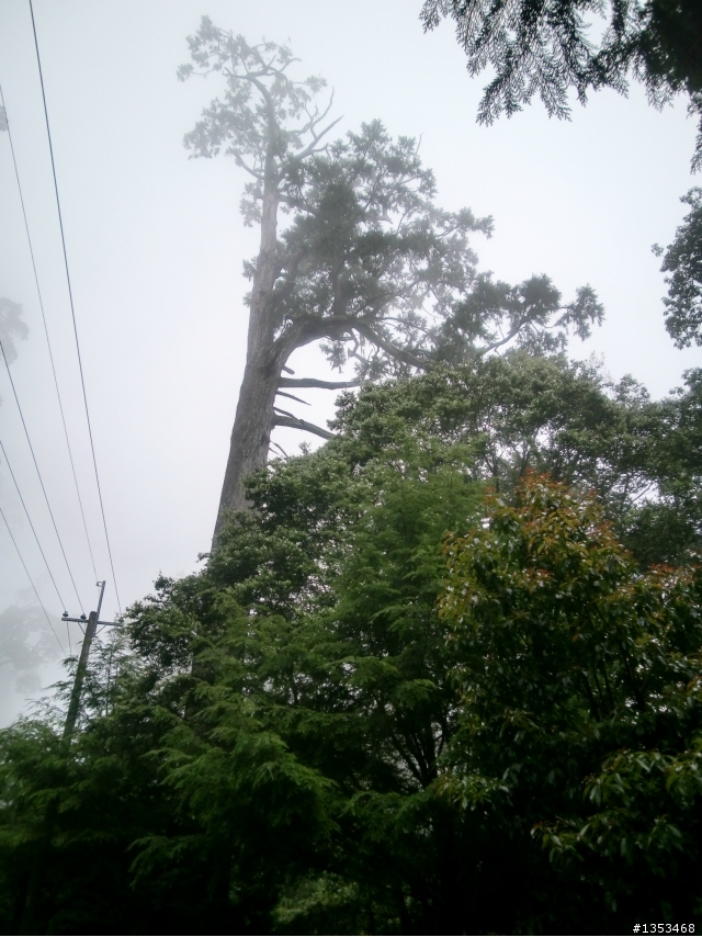 【分享】Bird的大雪山0～50K快樂飛翔!!