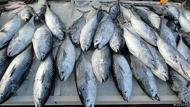 陽光、沙灘、海浪、仙人掌，走！讓我們到菊島去～