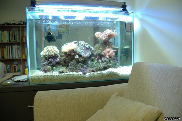 沙發旁觀賞海水缸