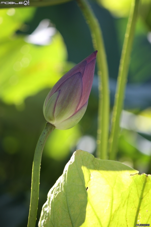 450D+ 新敗的SIGMA 18-250 F3.5-6.3 DC OS 拍出來的荷花   第一次試用   請指正