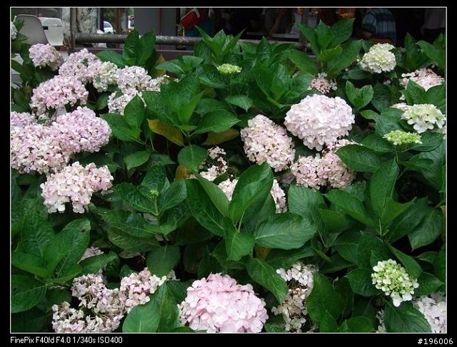 7/11.12杉林溪二日遊(圖片很多)