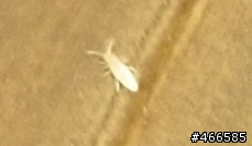 請問這是什麼蟲阿????