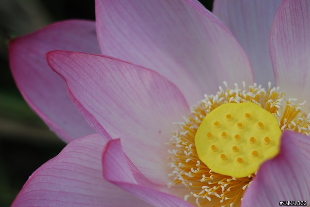 六月拍花