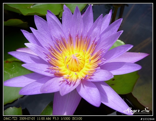 我的 Panasonic TZ5 就是喜歡拈花惹草