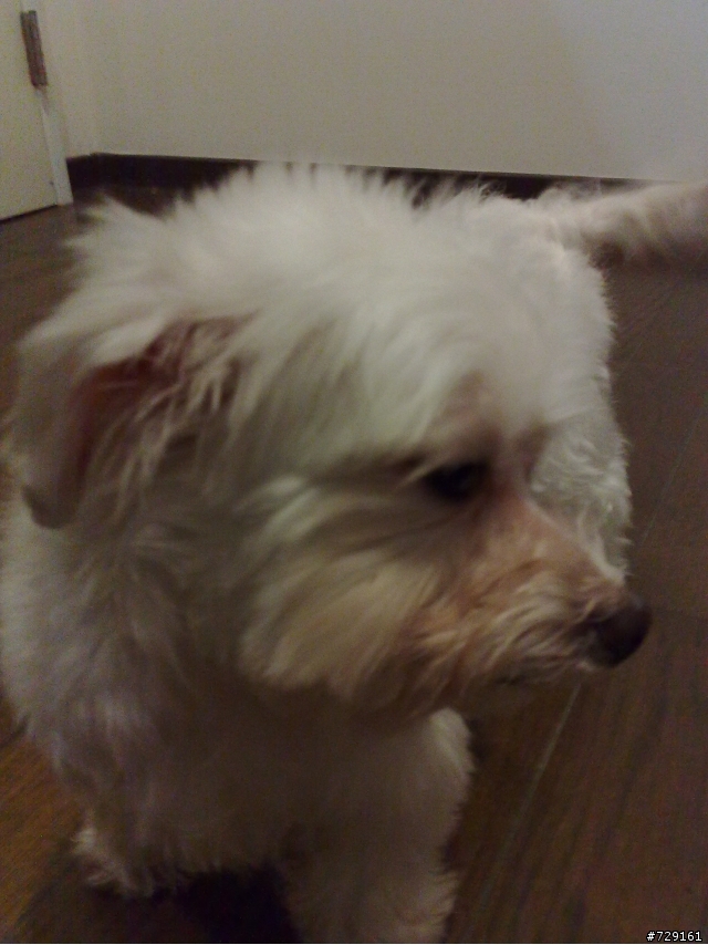 她...清純可人？！.............犬界的 模特兒 (圖多，慎入)