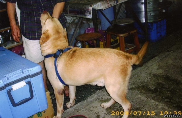 【拾獲】北市文山區老泉街(靠近杏花林、貓空)拉不拉多犬(疑似導盲犬)