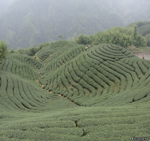 彰化至竹山(上山閱讀與八卦茶園)