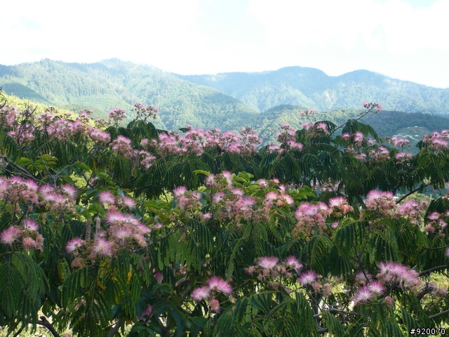 雙橫一豎兩日遊(加碼合歡山主峰)