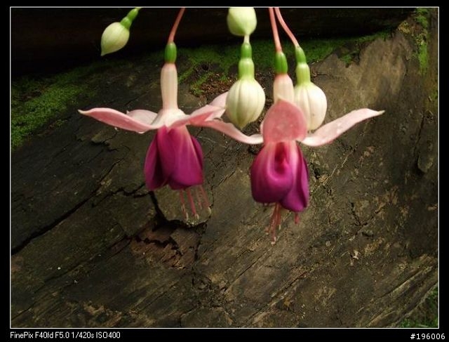 7/11.12杉林溪二日遊(圖片很多)