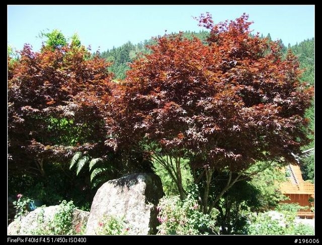 7/11.12杉林溪二日遊(圖片很多)