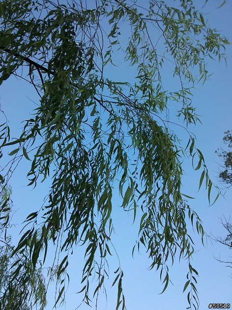 清晨的仙境--峨眉湖 __ C901
