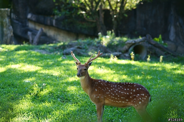 [攻略]台北動物園漫遊路線＆拍照心得