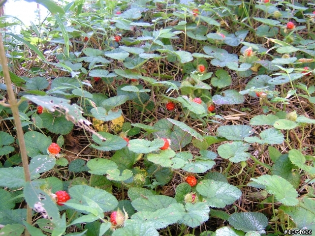 小關山林道野營