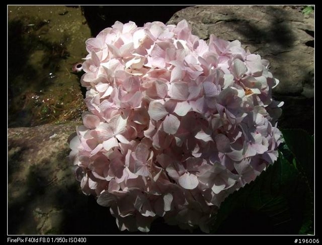 7/11.12杉林溪二日遊(圖片很多)