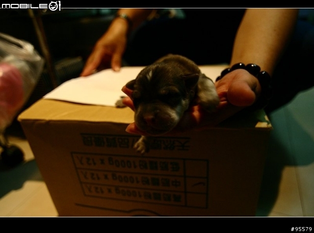 MIX版哈士奇幼犬認養~需要大家轉po幫忙~(沒人領養主人說要送收容所)
