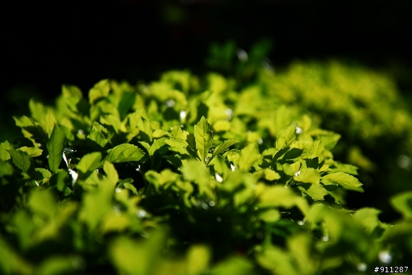 [開箱]Canon APS-C鏡皇 17-55mm f2.8 IS USM