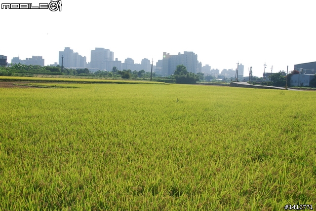 充滿稻香氛圍的 竹北－芎林 東海小徑