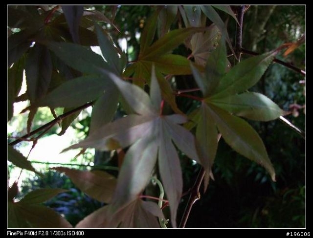 7/11.12杉林溪二日遊(圖片很多)