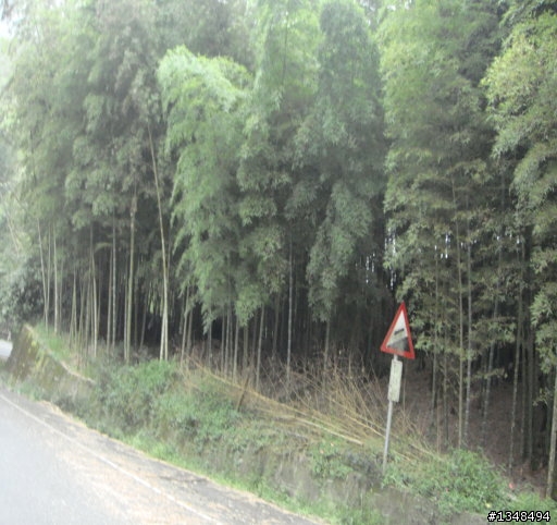 彰化至竹山(上山閱讀與八卦茶園)