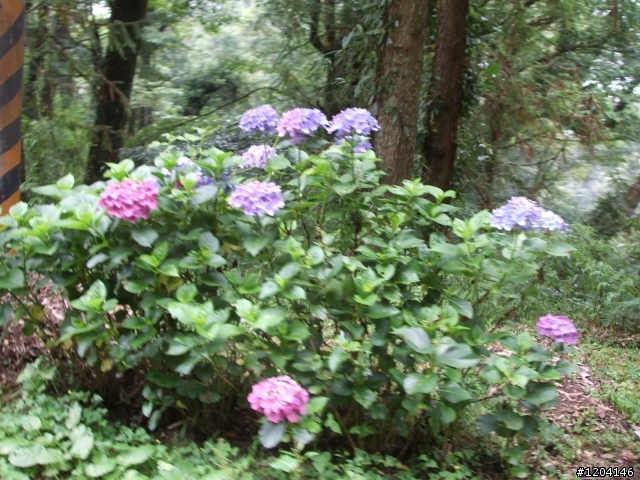 98/7/12  一群瘋子登上大雪山加碼在加碼...(老天送給我的禮物..驚奇..讚嘆...與感謝)