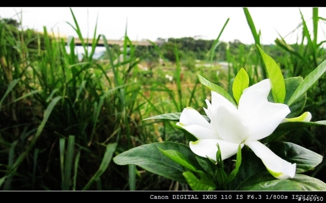 [開箱] Canon 110is測試文  龍潭大池→自行車步道