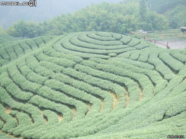 [未儲存文章] 980712環阿里山(斗南~觸口~阿里山~塔塔加~水里~竹山~斗南)245km..