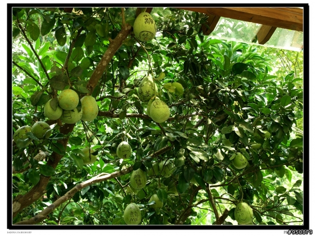 【遊記】台3線-卓蘭大峽谷&鯉魚潭-天空之城