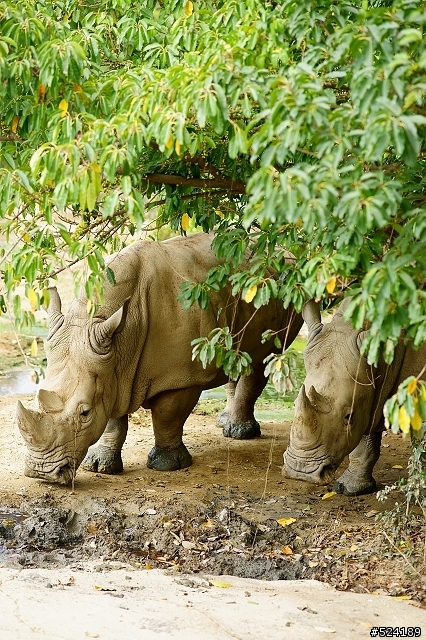 [攻略]台北動物園漫遊路線＆拍照心得