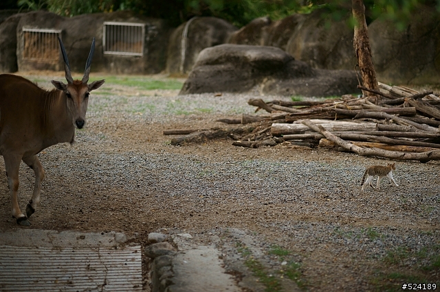 [攻略]台北動物園漫遊路線＆拍照心得