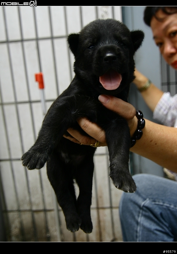 MIX版哈士奇幼犬認養~需要大家轉po幫忙~(沒人領養主人說要送收容所)