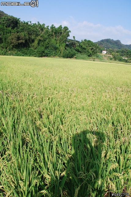 充滿稻香氛圍的 竹北－芎林 東海小徑